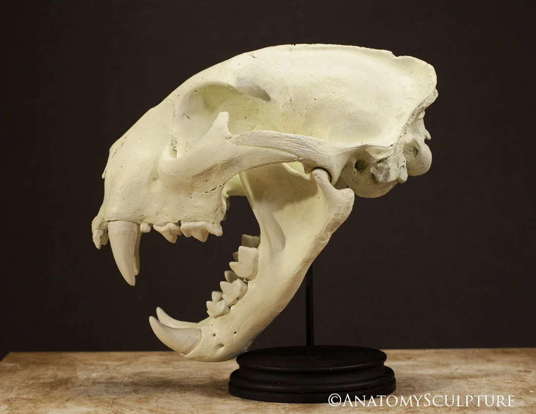 Mountain lion skull